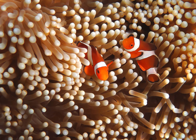 clownfish anemone