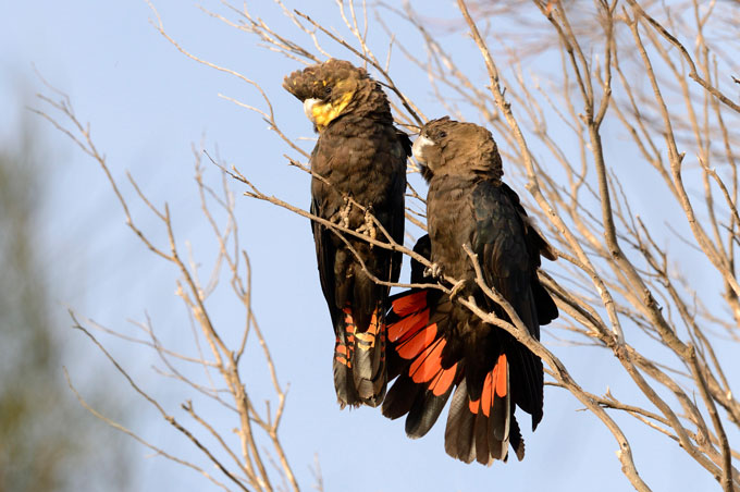 glossy black cockatoo