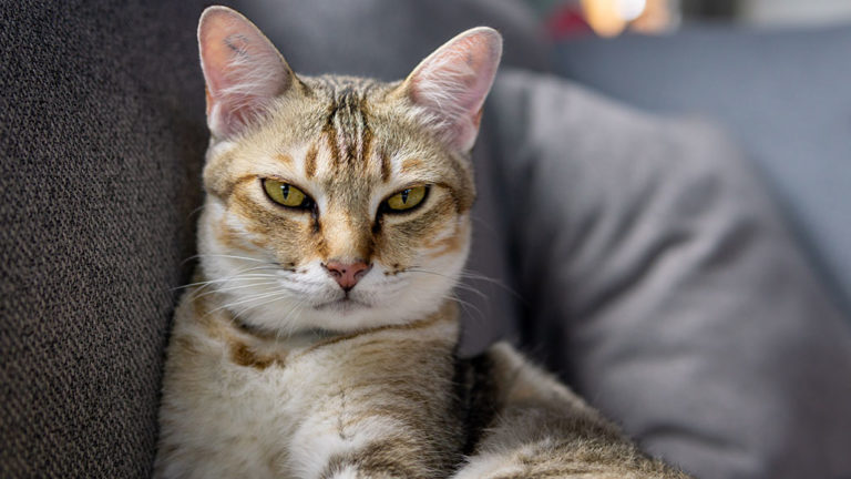 Giving cats food with an antibody may help people with cat allergies