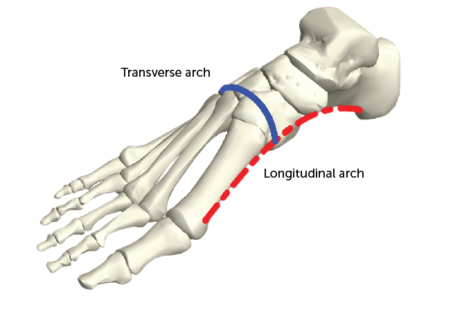 evolving-an-arch-across-the-foot-s-width-helped-hominids-walk-upright