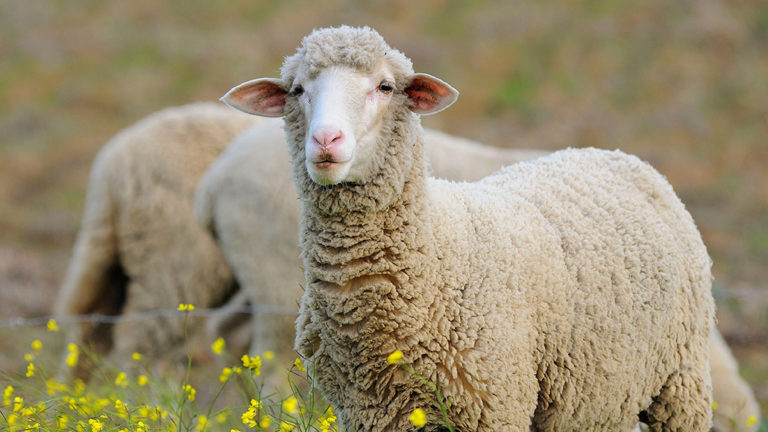 Brain waves common during sleep also show up in awake sheep