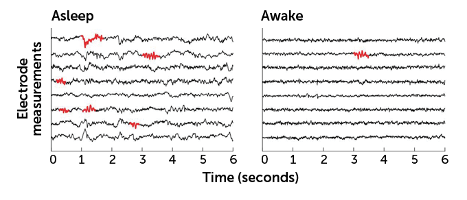 Brain waves common during sleep also show up in awake sheep