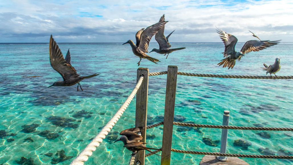 Seabirds May Find Food At Sea By Flying In A Kilometers Wide Arc Science News