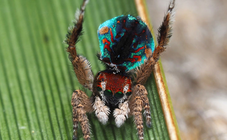 Dancing Peacock Spiders Turned An Arachnophobe Into An Arachnologist