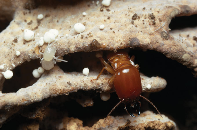 Macrotermes michaelseni termites