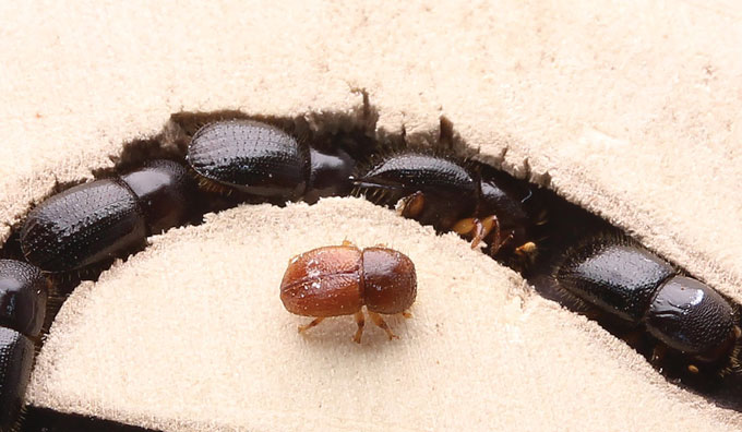 Euwallacea beetles in a tunnel