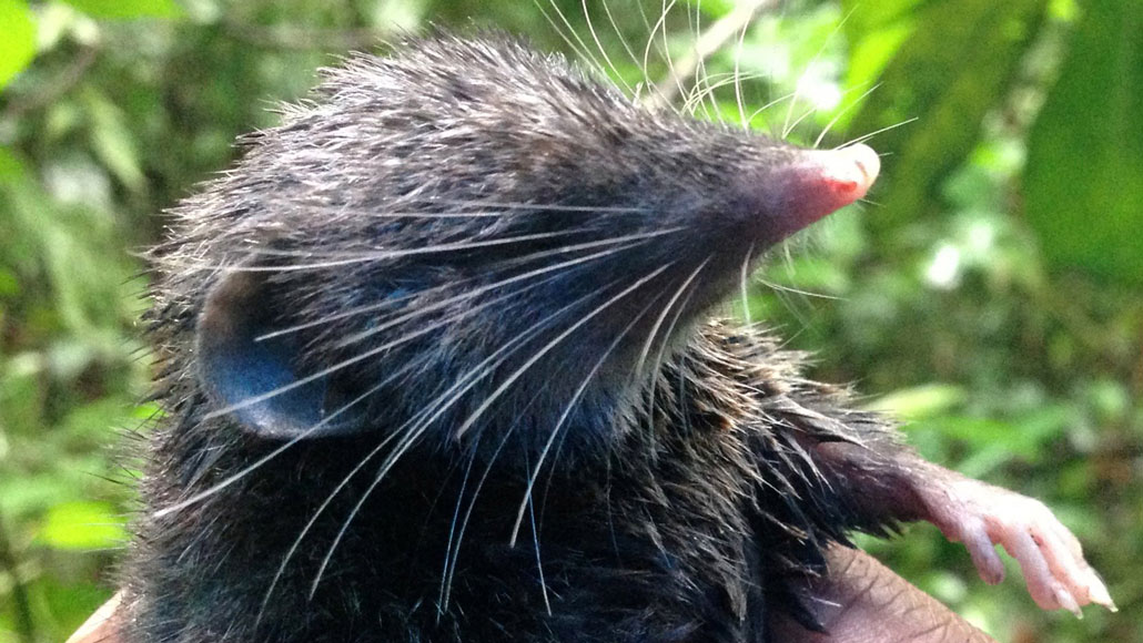 Here s Why A Hero Shrew Has The Sturdiest Spine Of Any Mammal