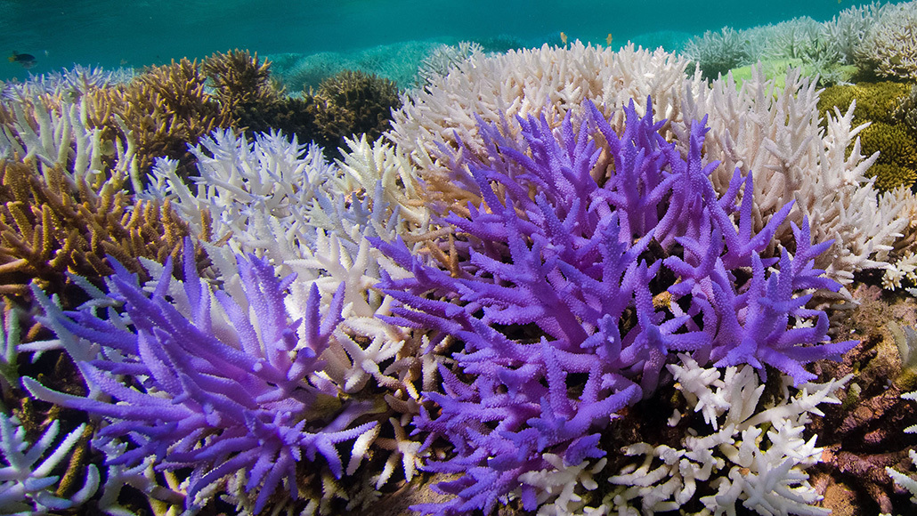 Neon colors may help some corals stage a comeback from bleaching