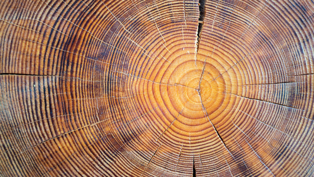  Tree Story Explores What Tree Rings Can Tell Us About The Past