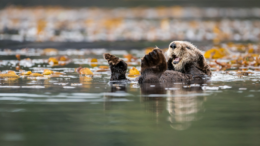Returning Sea Otters To The Pacific Coast Pays Off But Not For All Science News