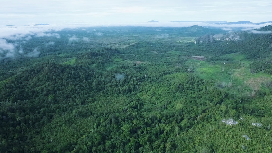 Indonesië bos