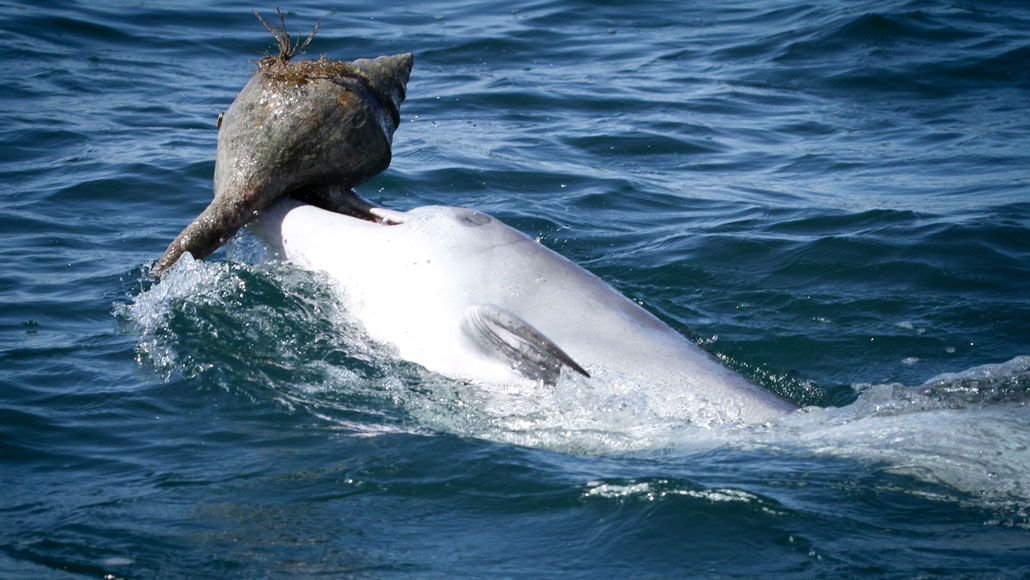 Dolphin moms use 'baby talk' to call their young, research shows 