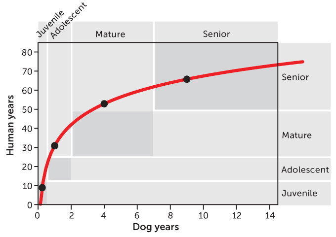 how many years is dog years compared to human years