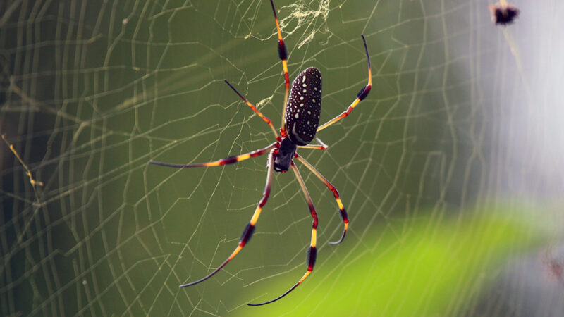 Download Some Spiders May Spin Poisonous Webs Laced With Neurotoxins Science News