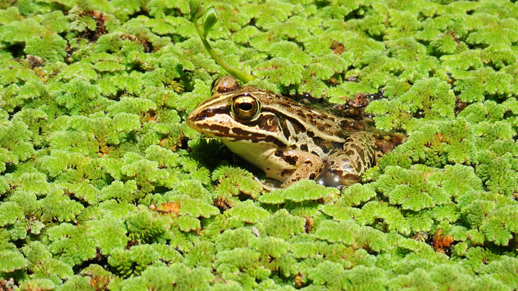 frog into water