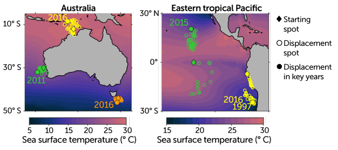 Thermische verplaatsing van mariene soorten als gevolg van hittegolven in de oceaan, 1982–2019