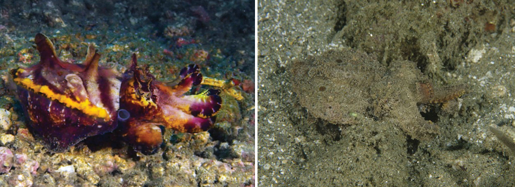 inktvissen in kleurrijke vorm en in camouflage