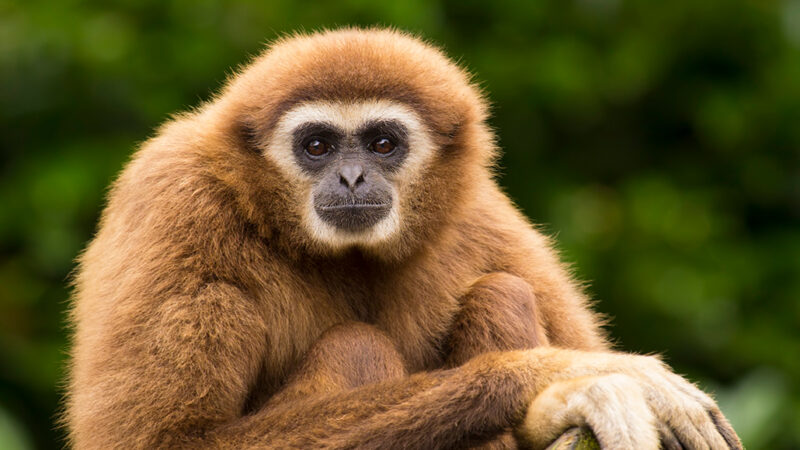 A stray molar is the oldest known fossil from an ancient gibbon