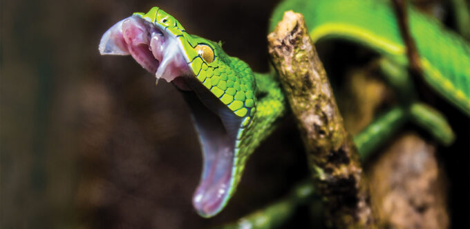 Cheap, innovative snake venom treatments could save lives | Science News