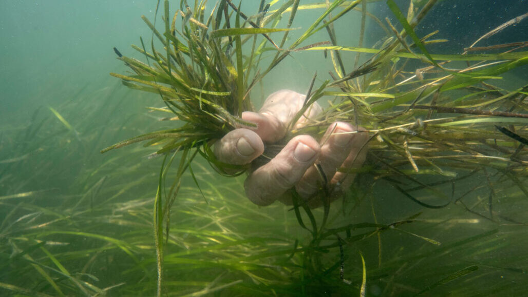 This seagrass is taking over the Chesapeake Bay. That’s good and bad news