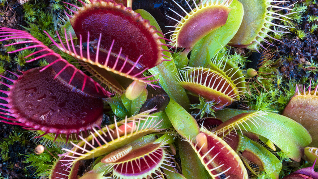 Venus flytrap, Description, Mechanism, Adaptations, Habitat, Diet, & Facts