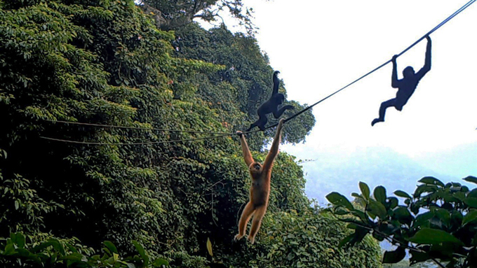 Hainan-gibbons gebruiken een touwbrug