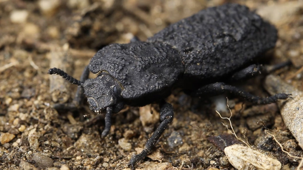 Why The Diabolical Ironclad Beetle Is Nearly Impossible To Squish Science News