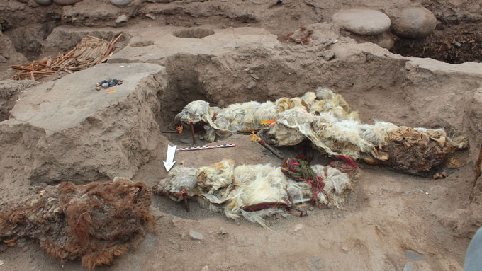 Excavation of four mummified llamas