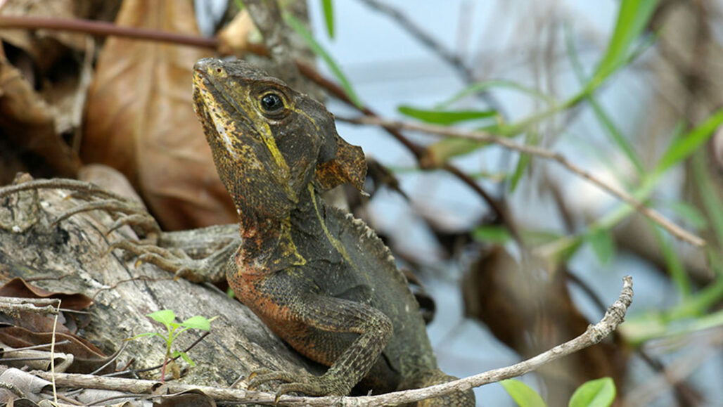 How frigid lizards falling from trees revealed rising cold tolerance