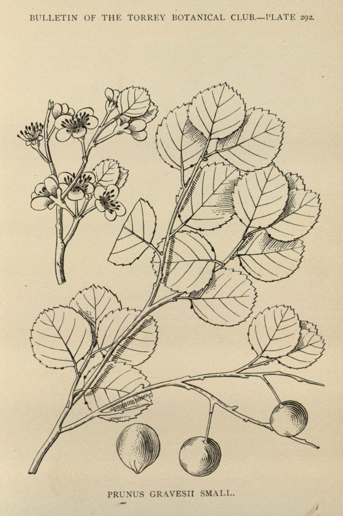 an illustration of Graves' beach plum fruit and leaves