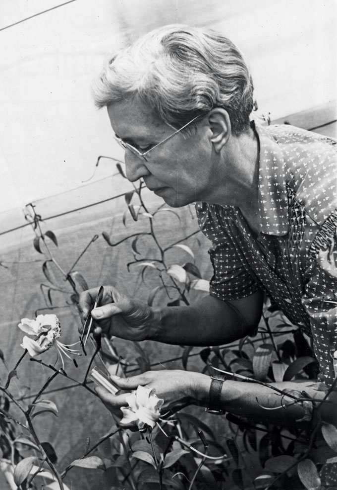 a black and white photo of Norma Etta Pfeiffer examining some lillies