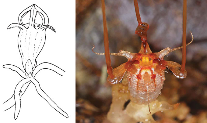 illustration of Thismia americana on the left, and photograph of Thismia neptunis on the right