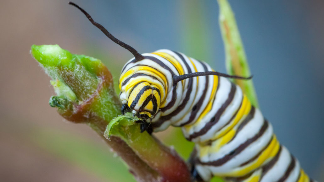 Monarch Butterfly Caterpillar Look Alike