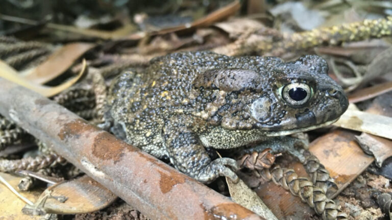 Congolese Giant Toads May Mimic Venomous Snakes To Trick Predators