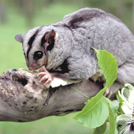 photo of a mahogany glider