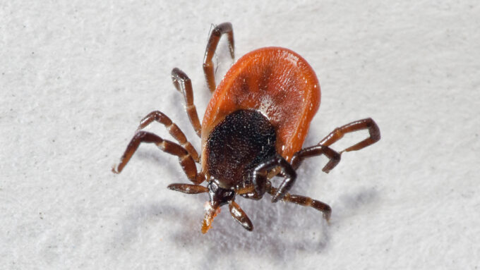 How ticks get under your skin