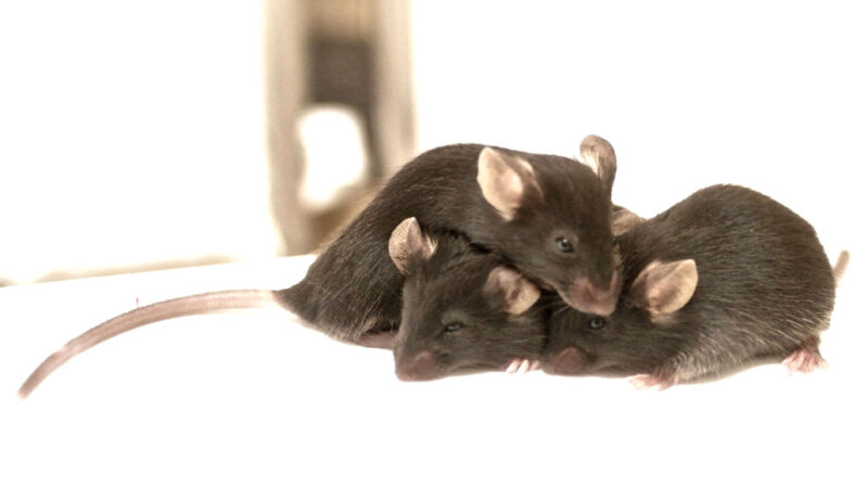 Mice May Catch Each Other S Pain And Pain Relief Science News