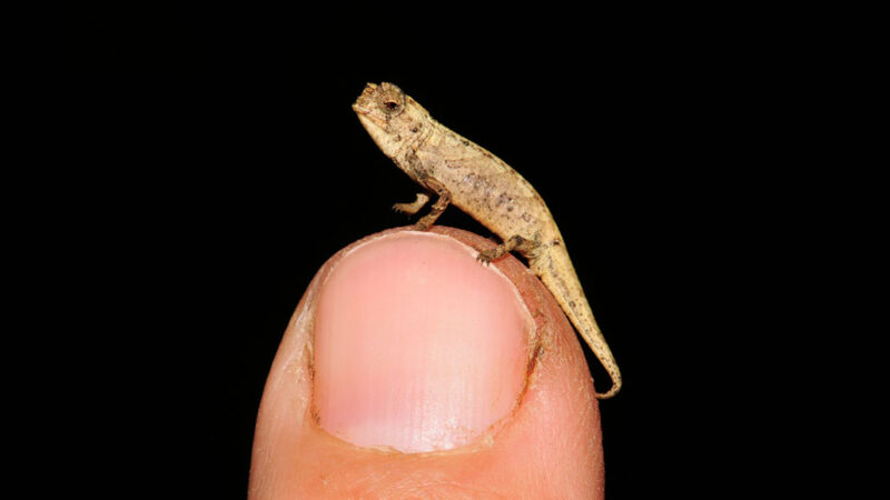 A New Chameleon May Be The World S Tiniest Reptile Science News