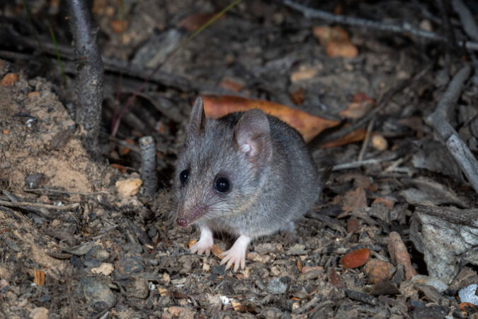 A year after Australia fires, hundreds of species may face extinction ...