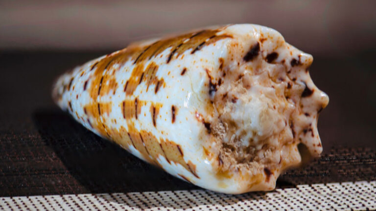 Venomous fish have evolved many ways to inflict pain