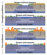 Simple structures can help streams survive wildfires and drought ...