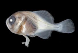 Underwater photos capture dazzling new views of colorful fish larvae ...