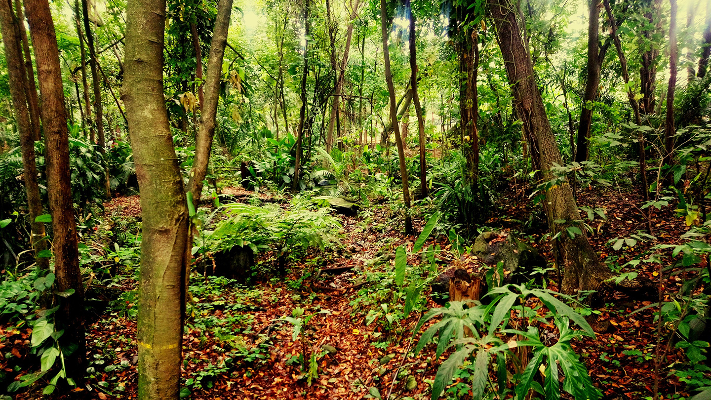 The dinosaur-killing asteroid reshaped Earth's tropical forests 