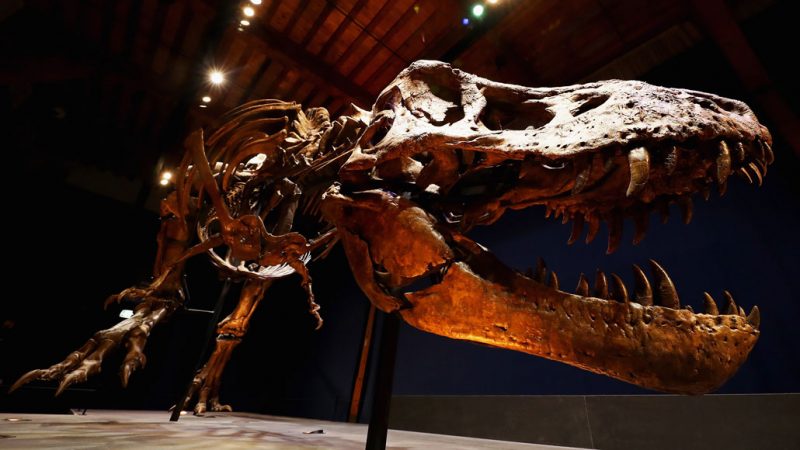 T. rex’s incredible biting force came from its stiff lower jaw ...