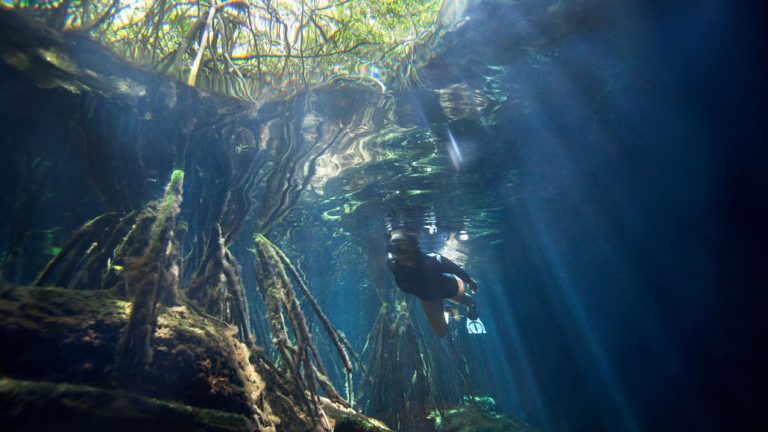 Yucatan Mangrove Forests Store Record Amounts Of Carbon | Science News