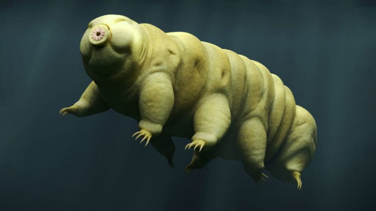 Even tardigrades can’t always survive being shot out of a gun | Science ...