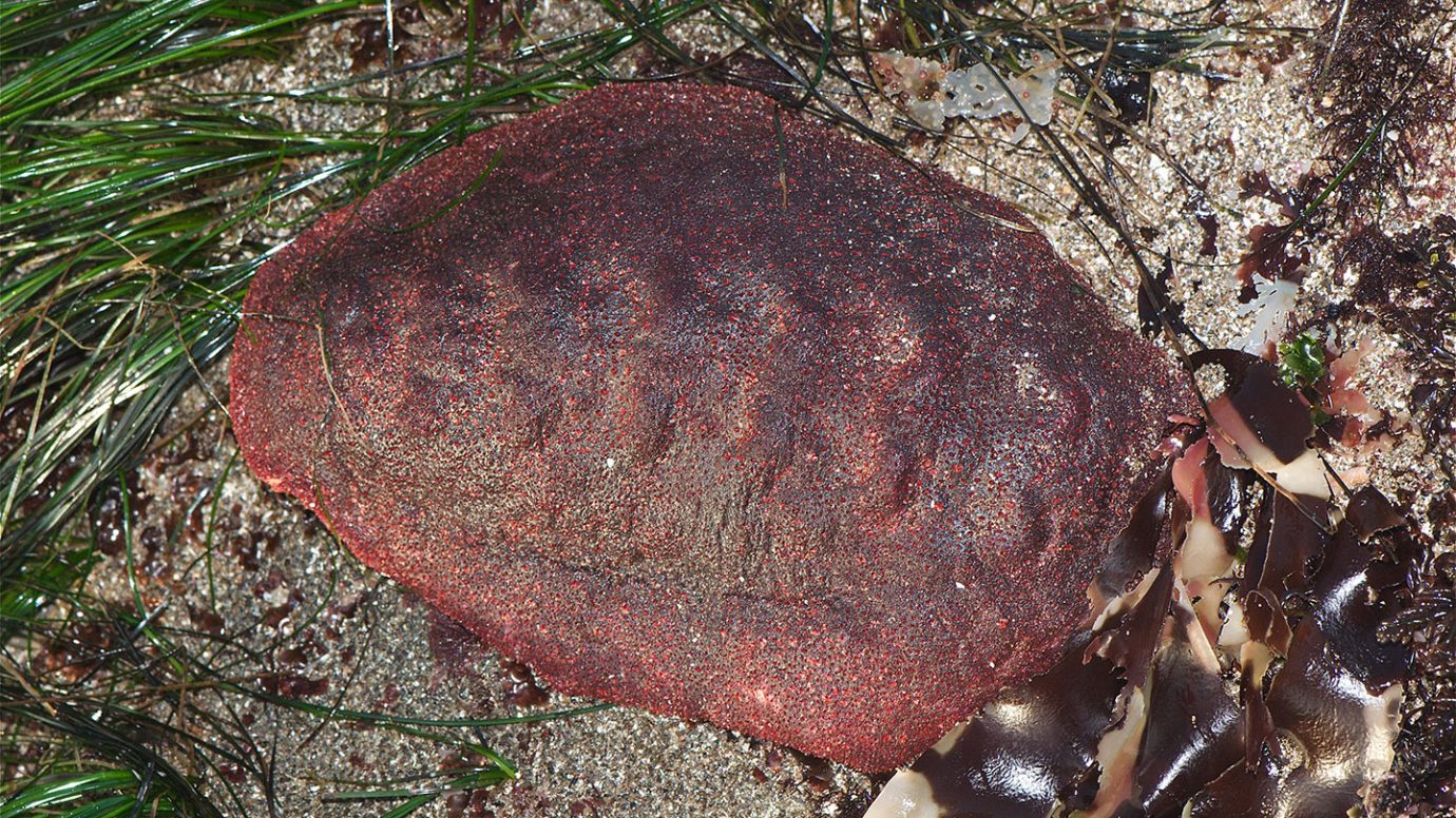 Криптохитон Стеллера (Cryptochiton stelleri). Скрытопластинчатый Хитон Стеллера.