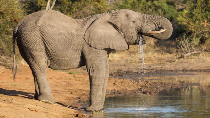 Download Newly Recognized Tricks Help Elephants Suck Up Huge Amounts Of Water Science News
