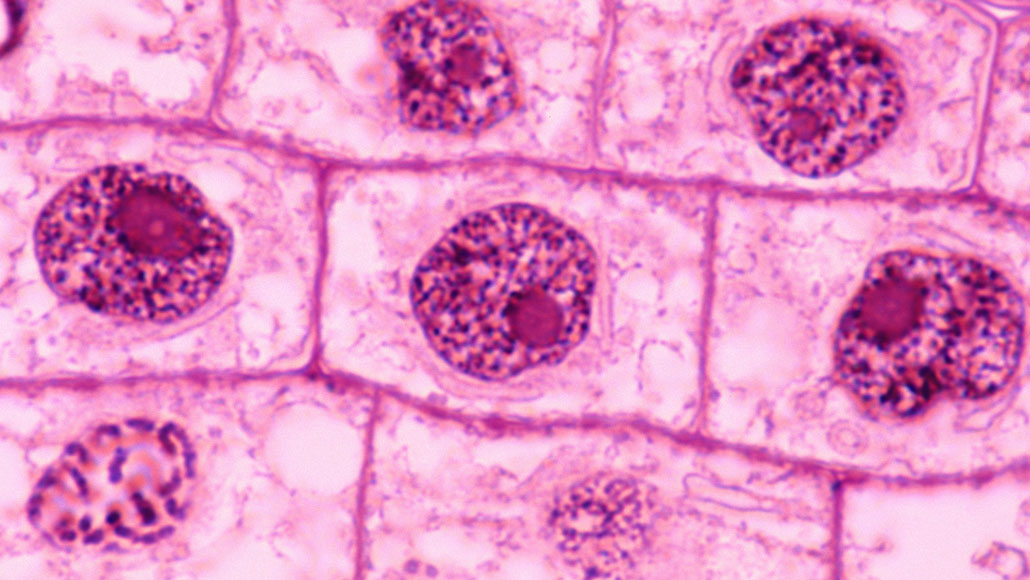 chromosome in a plant cell