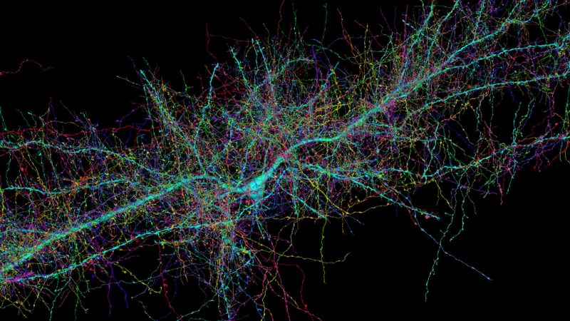A deep look at a speck of human brain reveals never-before-seen quirks